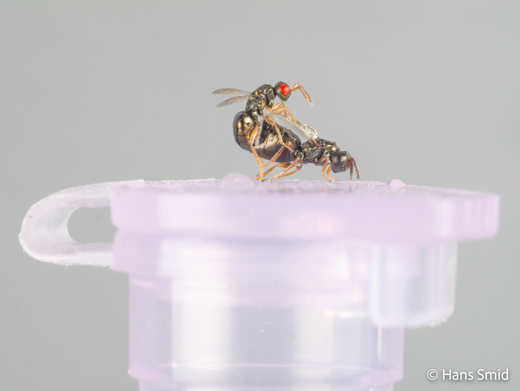 Nasonia vitripennis parasitoid wasp mating on eppendorf cup 001