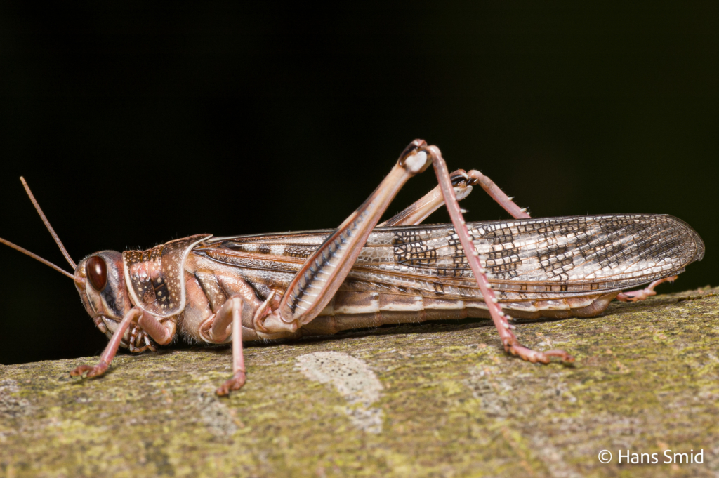 Schistocerca gregaria  desert locust 001