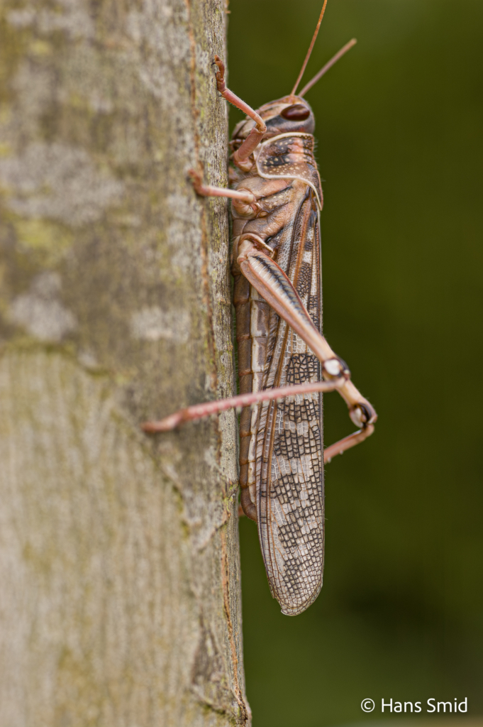 Schistocerca gregaria  desert locust 002