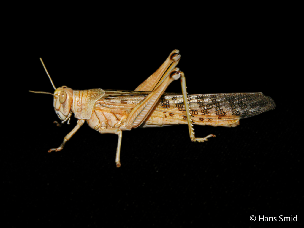 Schistocerca gregaria  desert locust 003