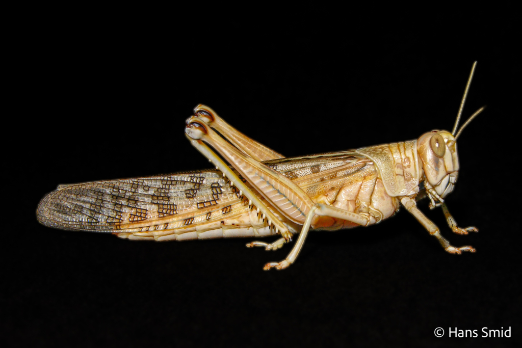 Schistocerca gregaria  desert locust 004
