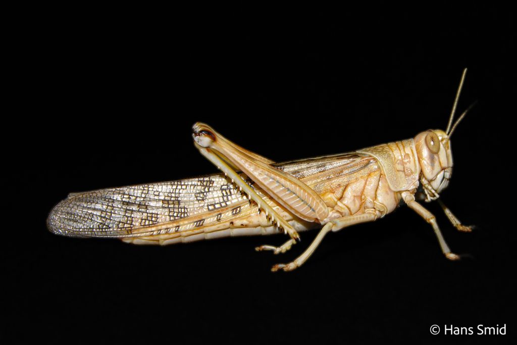 Schistocerca gregaria  desert locust 005