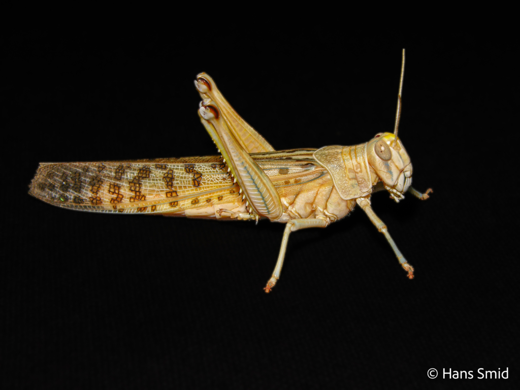 Schistocerca gregaria  desert locust 006