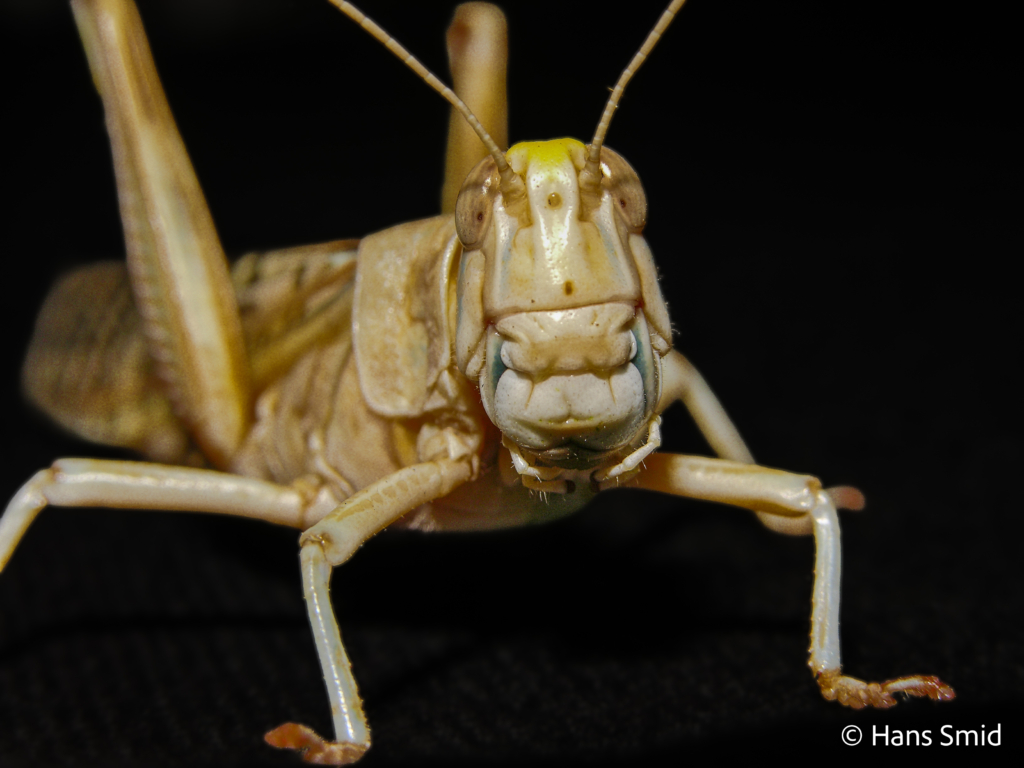 Schistocerca gregaria  desert locust 007
