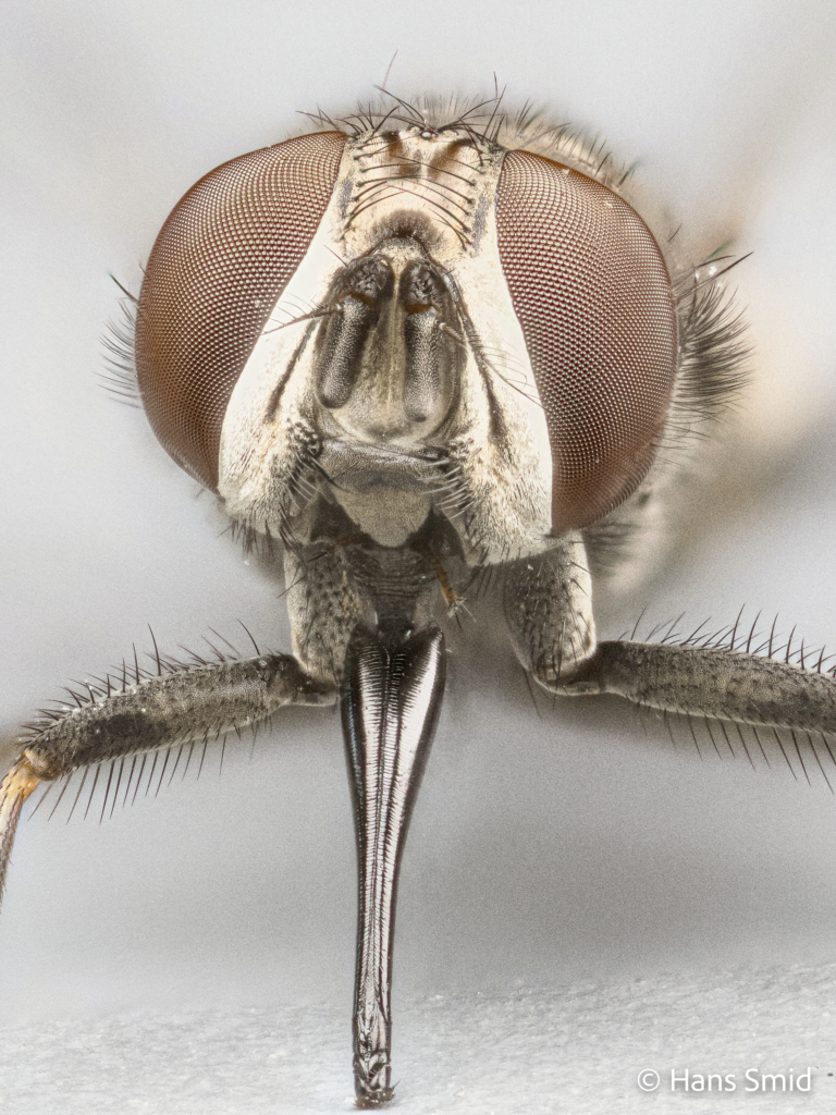 Stomoxys calcitrans stable fly 001
