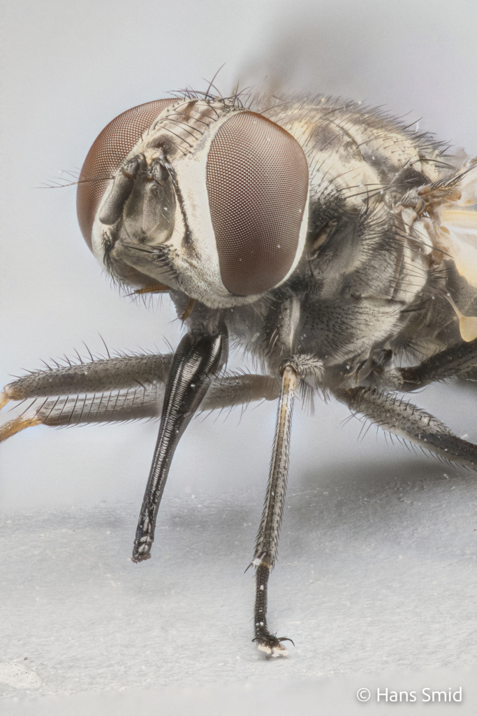 Stomoxys calcitrans stable fly 002