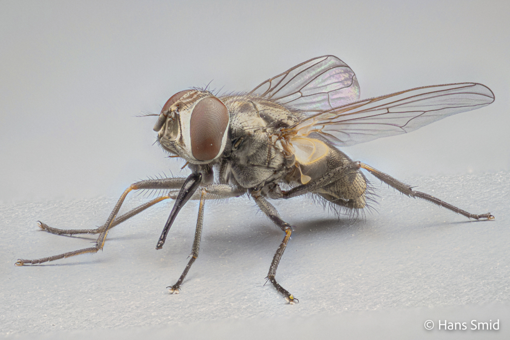 Stomoxys calcitrans stable fly 003