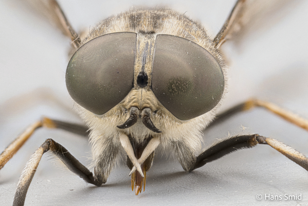 Tanabus spp Horse fly adult head 001