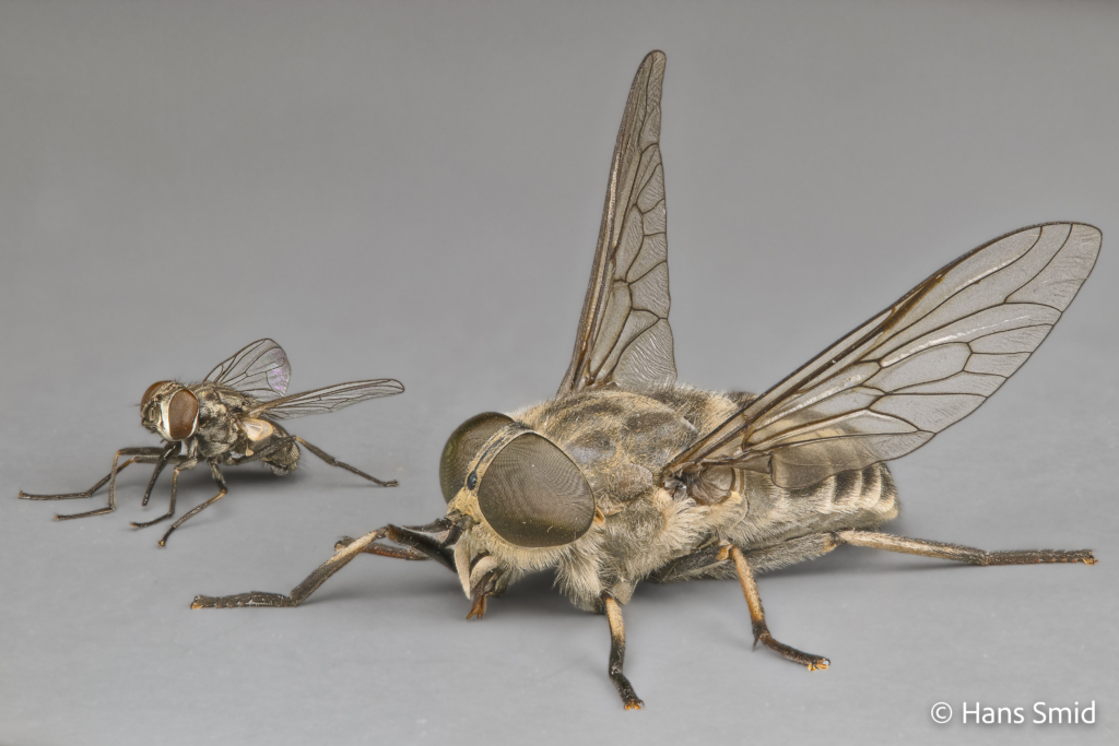 Tanabus spp Horse fly adult with Stomoxys calcitrans stable fly 002