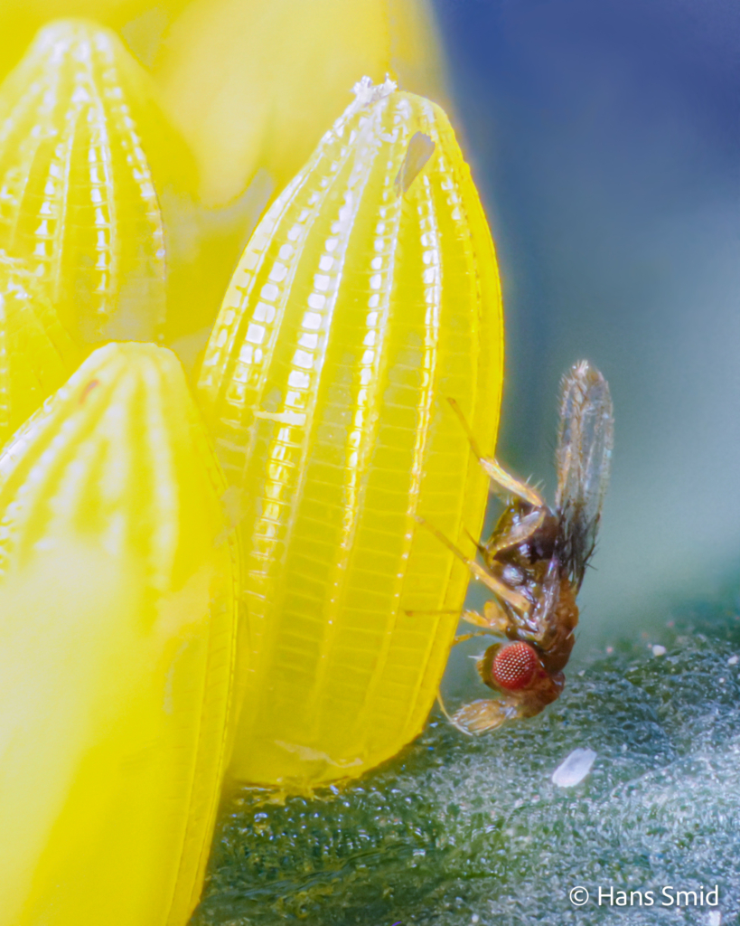 Trichogramma evanescens parasitoid wasp female ovipositing on Pieris brassicae egg 001