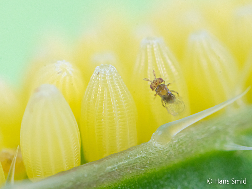 Trichogramma turkestanica parasitoid wasp female on Pieris brassicae egg 001