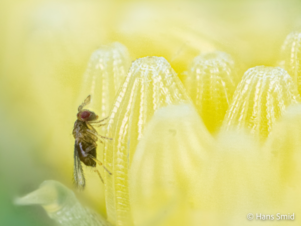 Trichogramma turkestanica parasitoid wasp female on Pieris brassicae egg 002