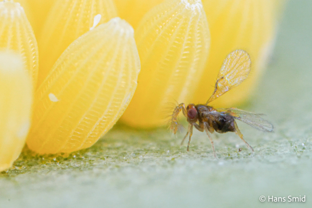 Trichogramma turkestanica parasitoid wasp male 001 1