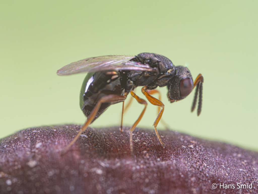 Trichomalopsis sarcophagae parasitoid wasp female ovipositing on fly pupa 002 1