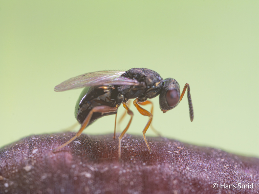 Trichomalopsis sarcophagae parasitoid wasp female ovipositing on fly pupa 003 1