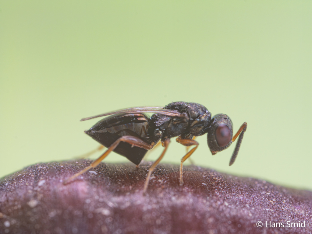 Trichomalopsis sarcophagae parasitoid wasp female ovipositing on fly pupa 004 1