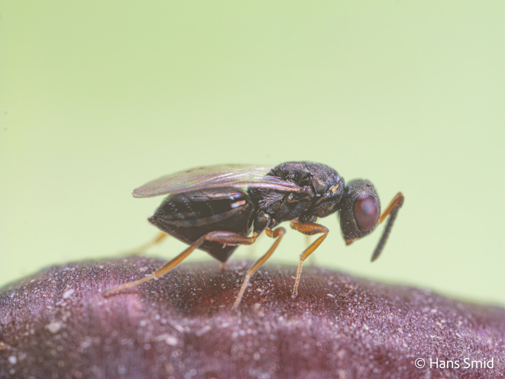 Trichomalopsis sarcophagae parasitoid wasp female ovipositing on fly pupa 005 1