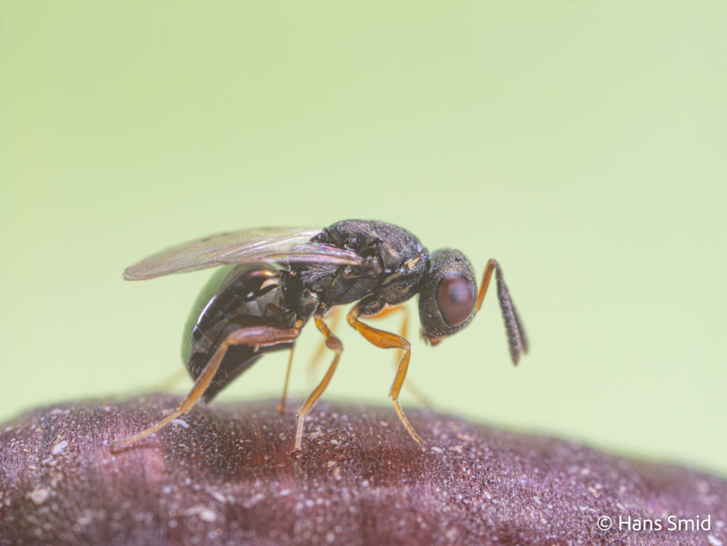 Trichomalopsis sarcophagae parasitoid wasp female ovipositing on fly pupa 006 1