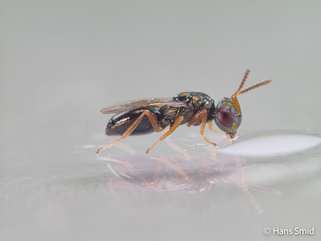 Trichomalopsis sarcophagae parasitoid wasp male 001 1