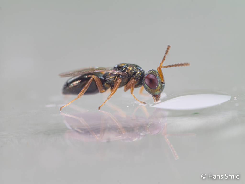 Trichomalopsis sarcophagae parasitoid wasp male 002 1