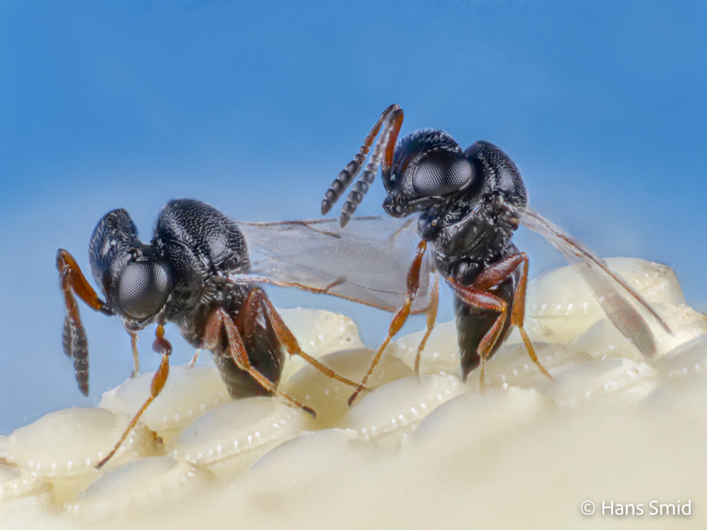 Trissolcus basalis parasitoid wasp female parasitizing Nezara viridula eggs 001 2