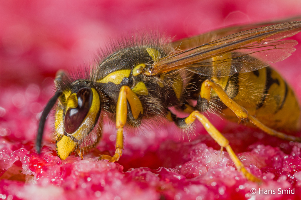 Vespula germanica German wasp 001