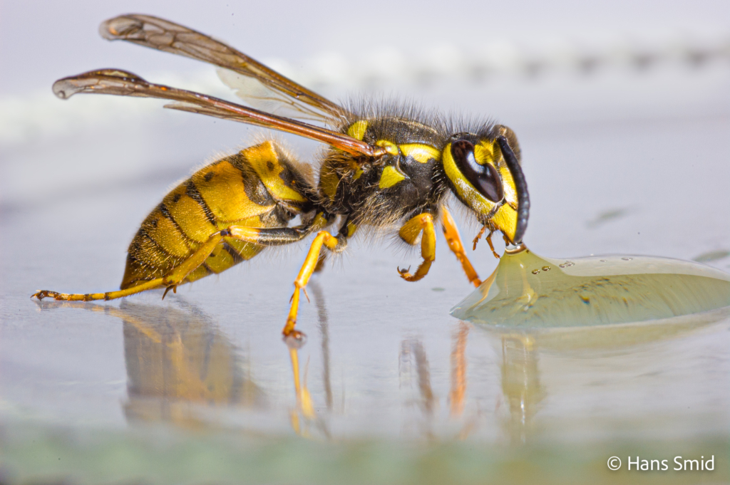 Vespula germanica German wasp 002