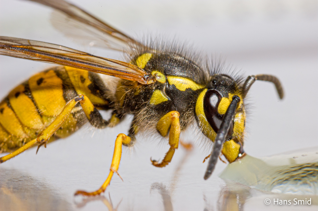 Vespula germanica German wasp 003