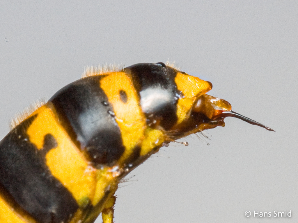 Vespula germanica German wasp 004