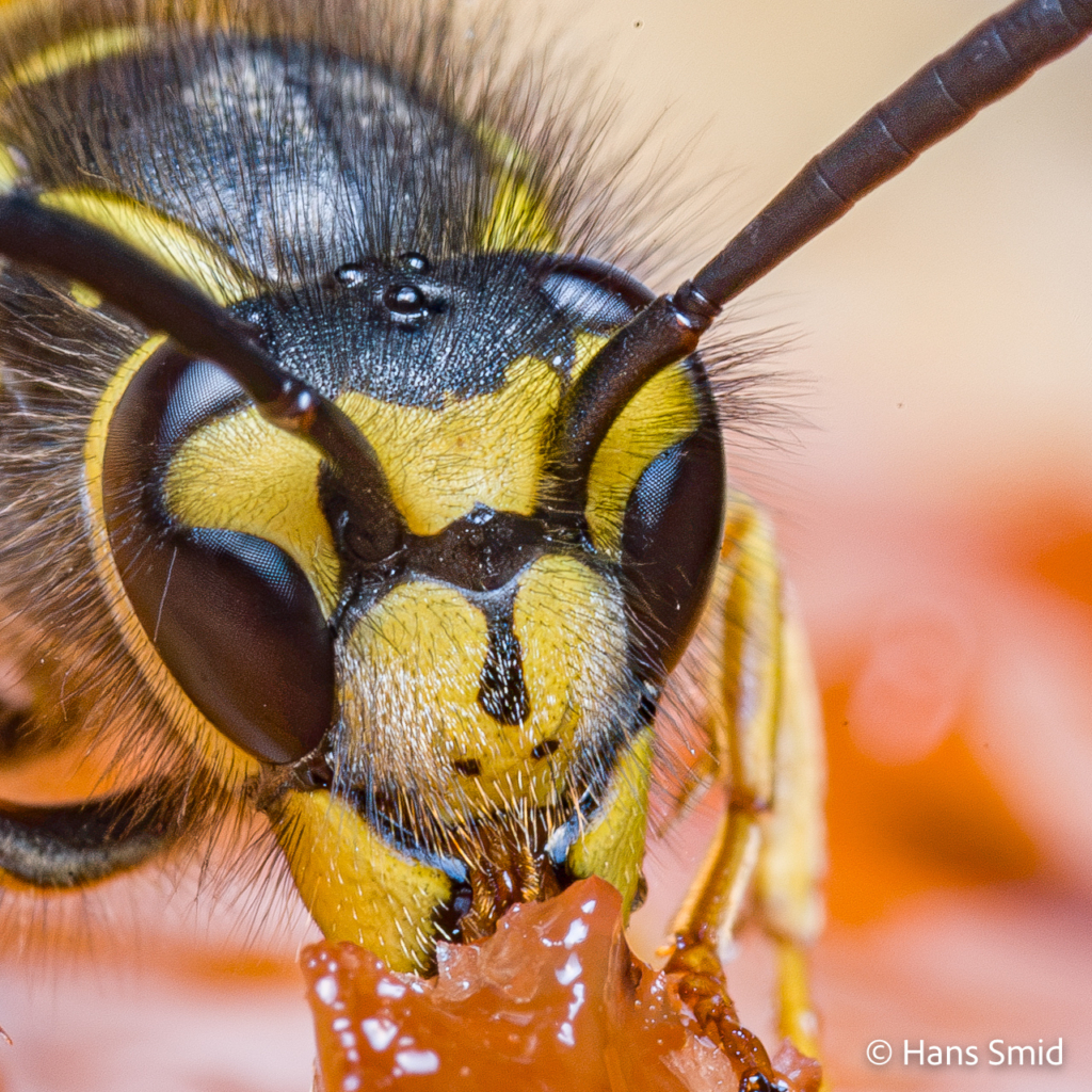 Vespula germanica German wasp 005