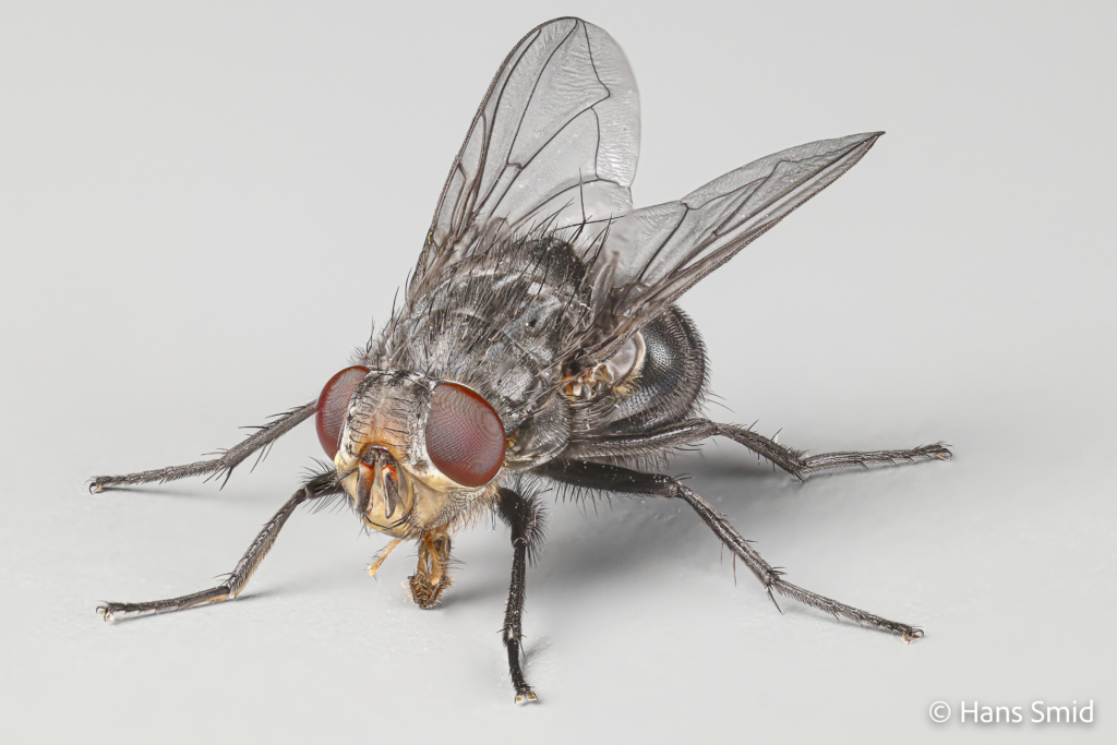 calliphora vomitoria bluebottle blowfly adult 001