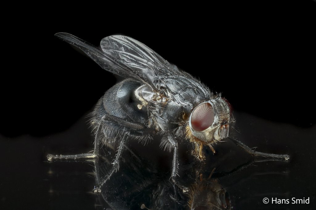 calliphora vomitoria bluebottle blowfly adult 002