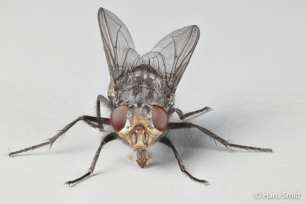calliphora vomitoria bluebottle blowfly adult 003