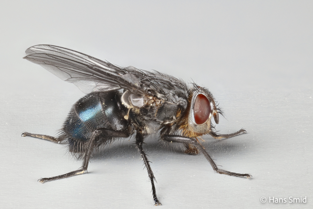 calliphora vomitoria bluebottle blowfly adult 004