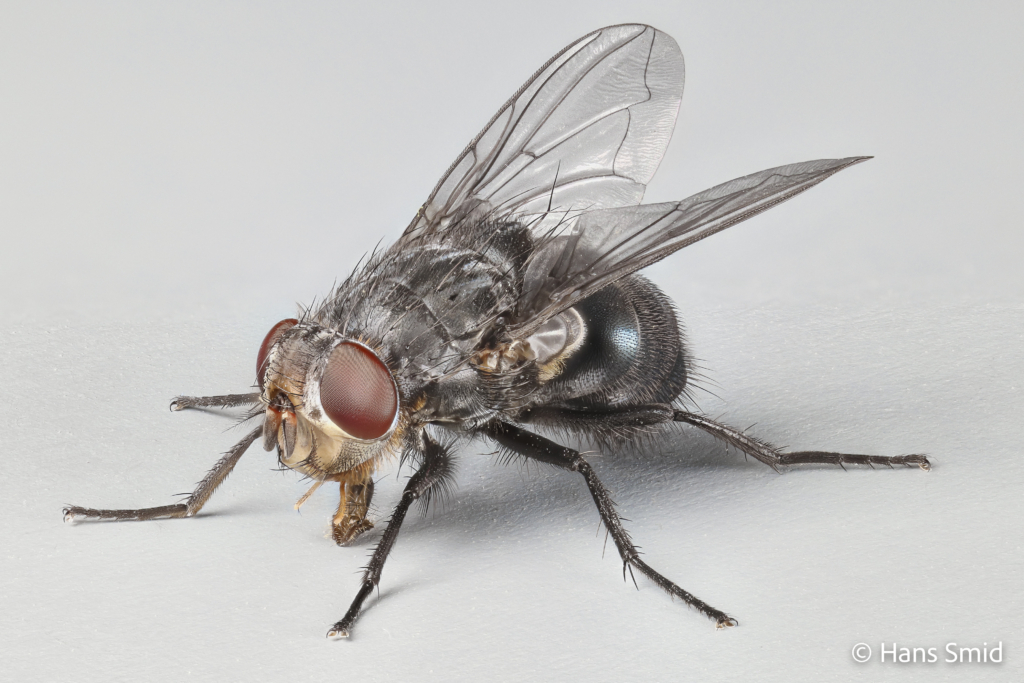 calliphora vomitoria bluebottle blowfly adult 005