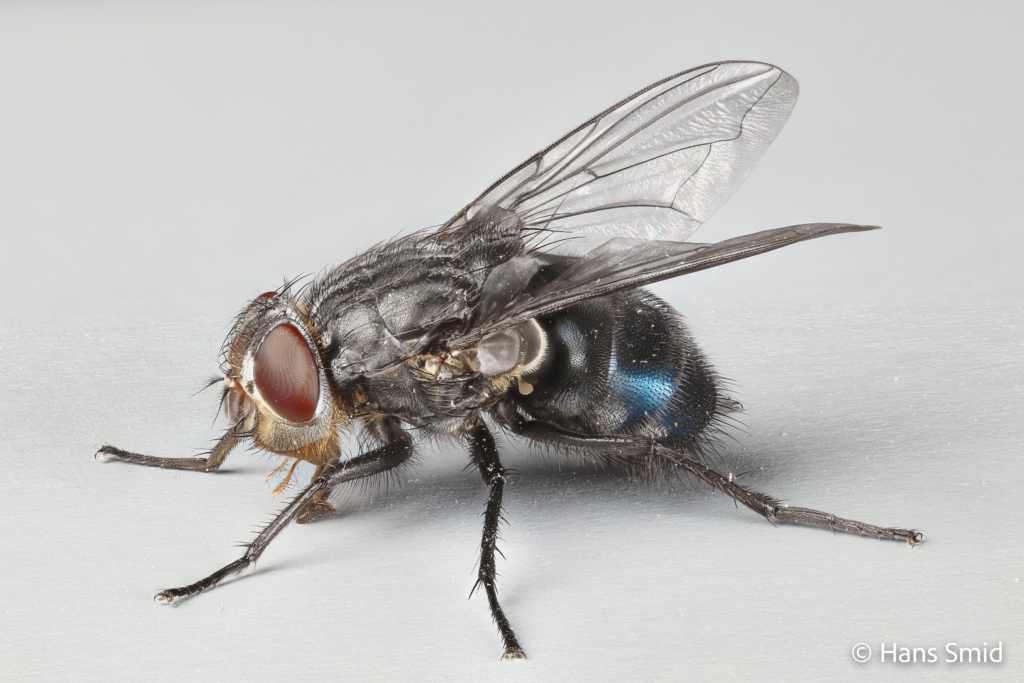 calliphora vomitoria bluebottle blowfly adult 006