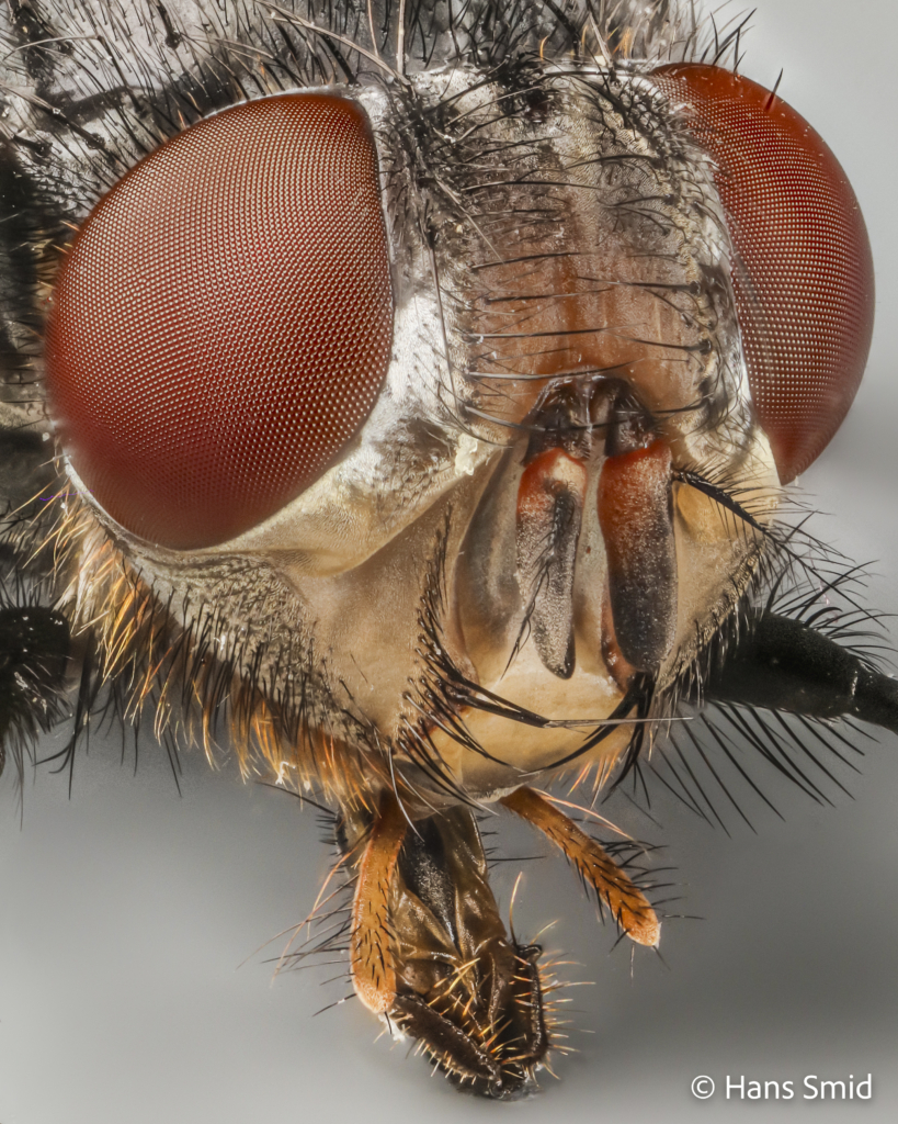 calliphora vomitoria bluebottle blowfly adult head 001