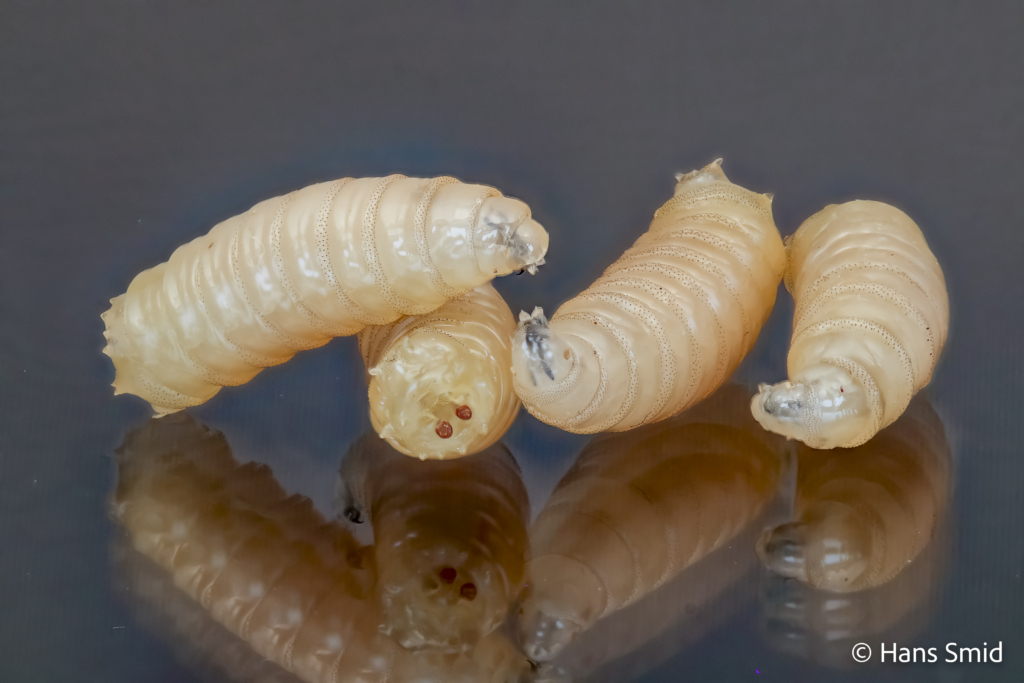 calliphora vomitoria bluebottle blowfly larva 001