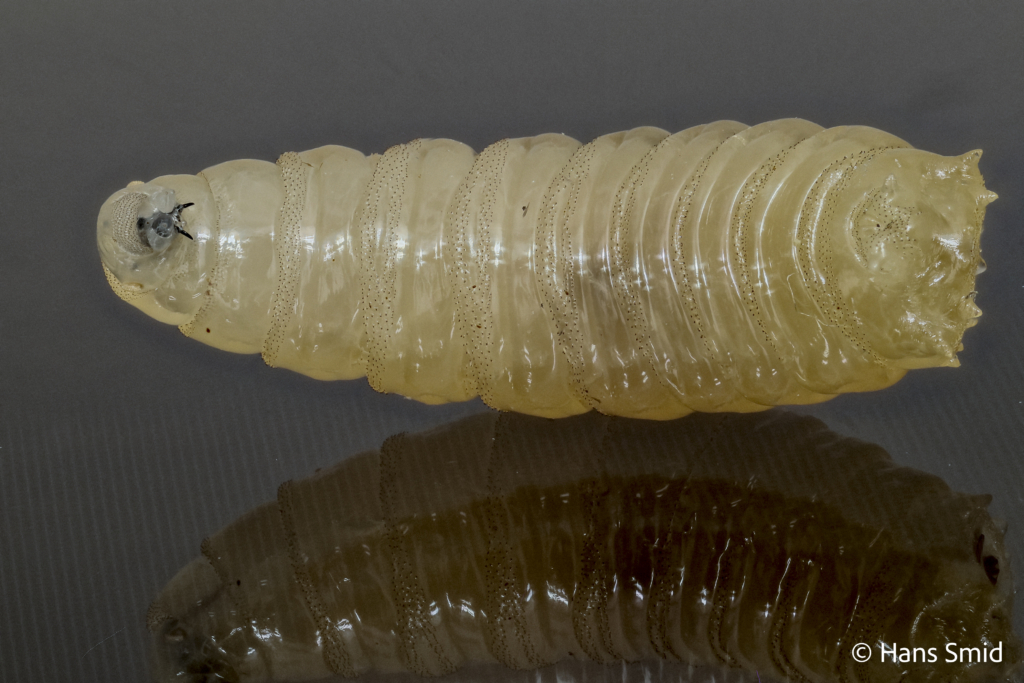 calliphora vomitoria bluebottle blowfly larva 002