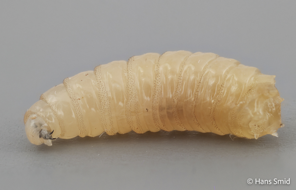 calliphora vomitoria bluebottle blowfly larva 003