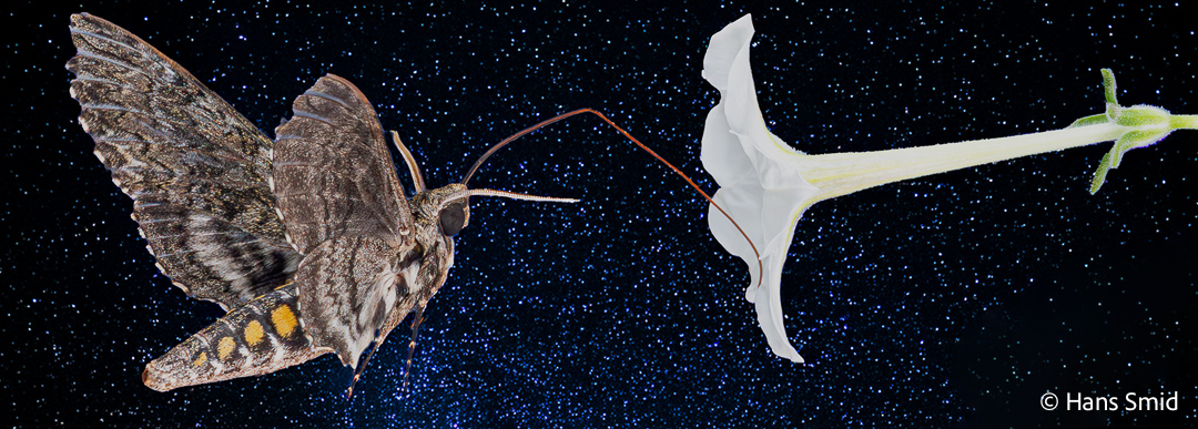 cropped Manduca sexta Bugsinspace version 001 1