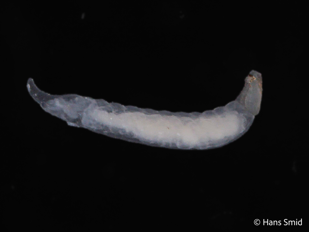 dinocampus coccinellae parasitic larva 13 days after parasitizing 001