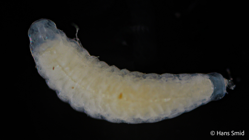 dinocampus coccinellae parasitic larva 20 days after parasitizing 001