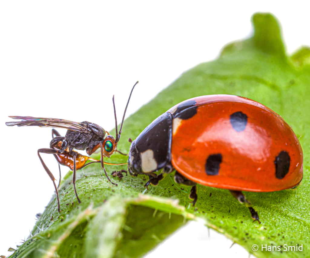 dinocampus coccinellae parasitic wasp attacking ladybird beetle 002