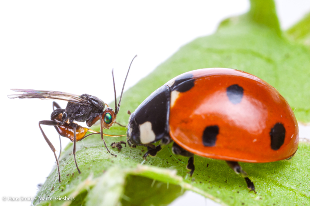 dinocampus coccinellae parasitic wasp attacking ladybird beetle 003