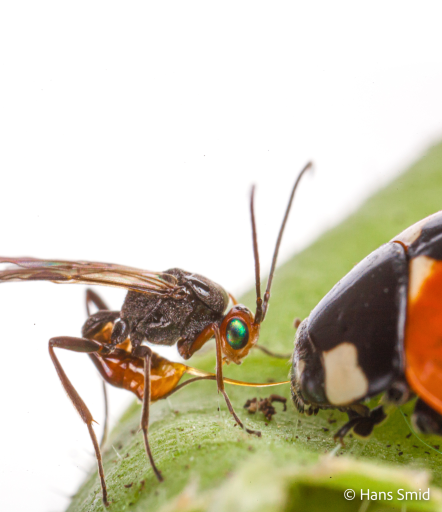 dinocampus coccinellae parasitic wasp attacking ladybird beetle 004