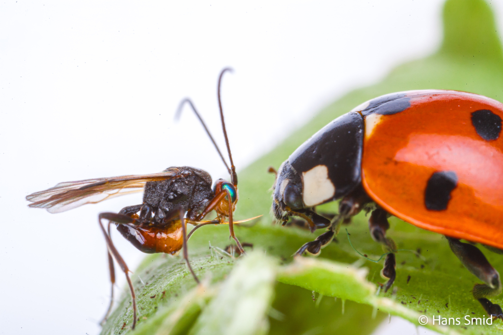 dinocampus coccinellae parasitic wasp attacking ladybird beetle 005
