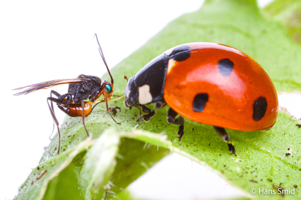 dinocampus coccinellae parasitic wasp attacking ladybird beetle 006