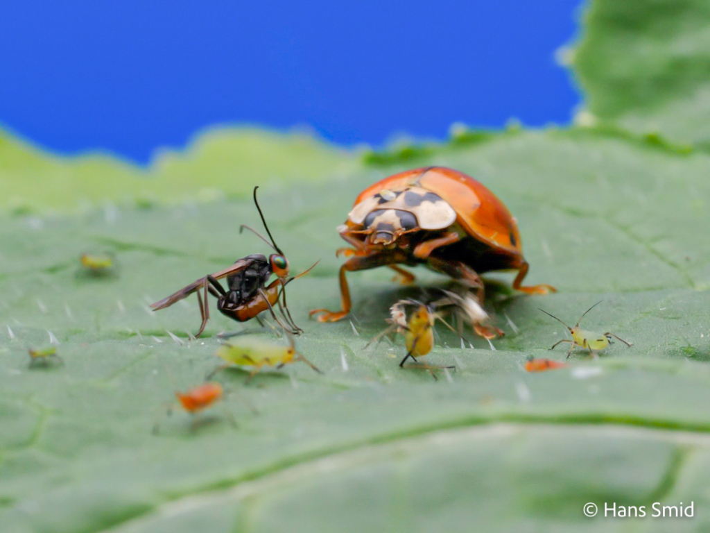 dinocampus coccinellae parasitic wasp attacking ladybird beetle 007