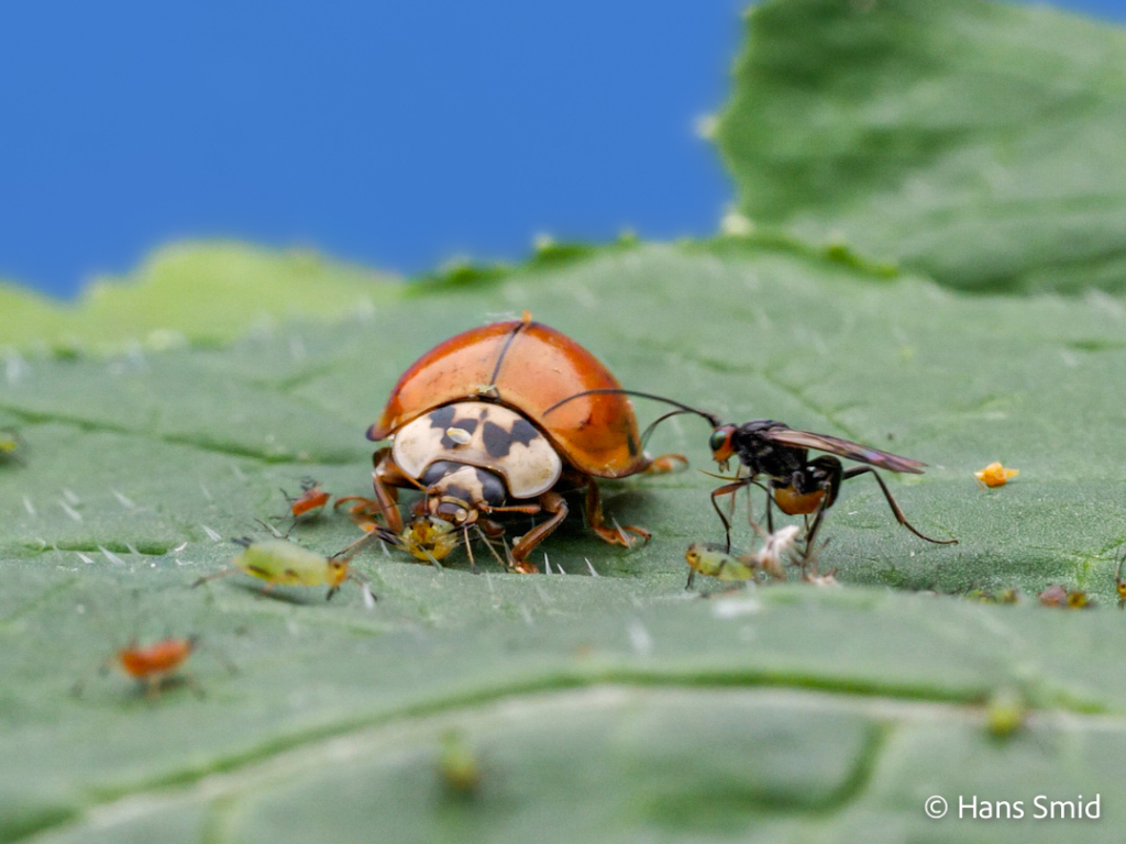 dinocampus coccinellae parasitic wasp attacking ladybird beetle 008